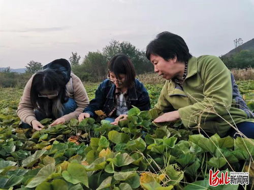 全国首家淀粉科技小院助推易县甘薯产业发展